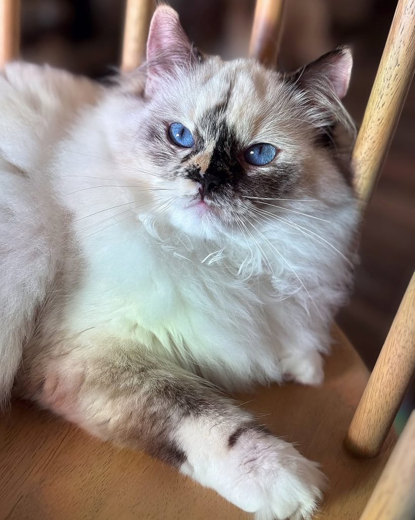 Huna ragdoll