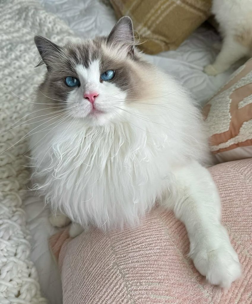 Lola ragdoll