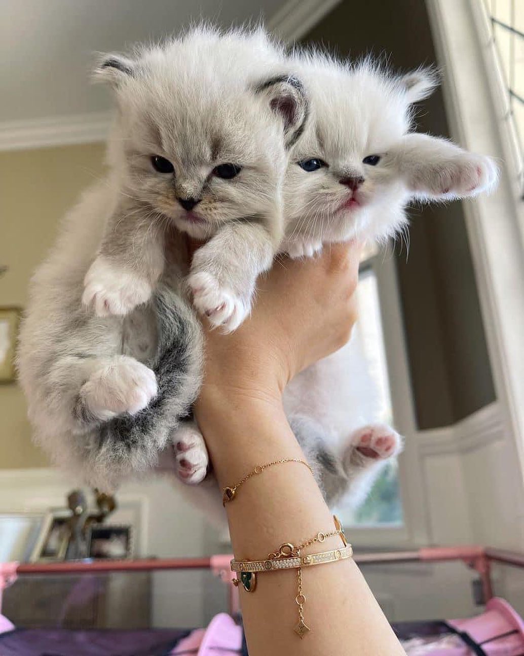 Ragdoll kittens for adoption