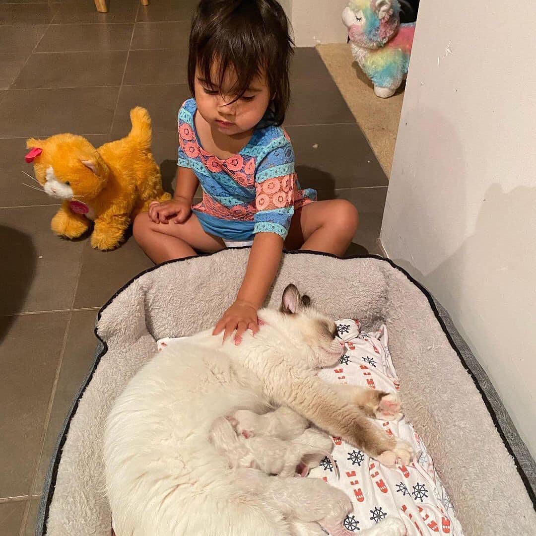 Ragdoll kittens for adoption